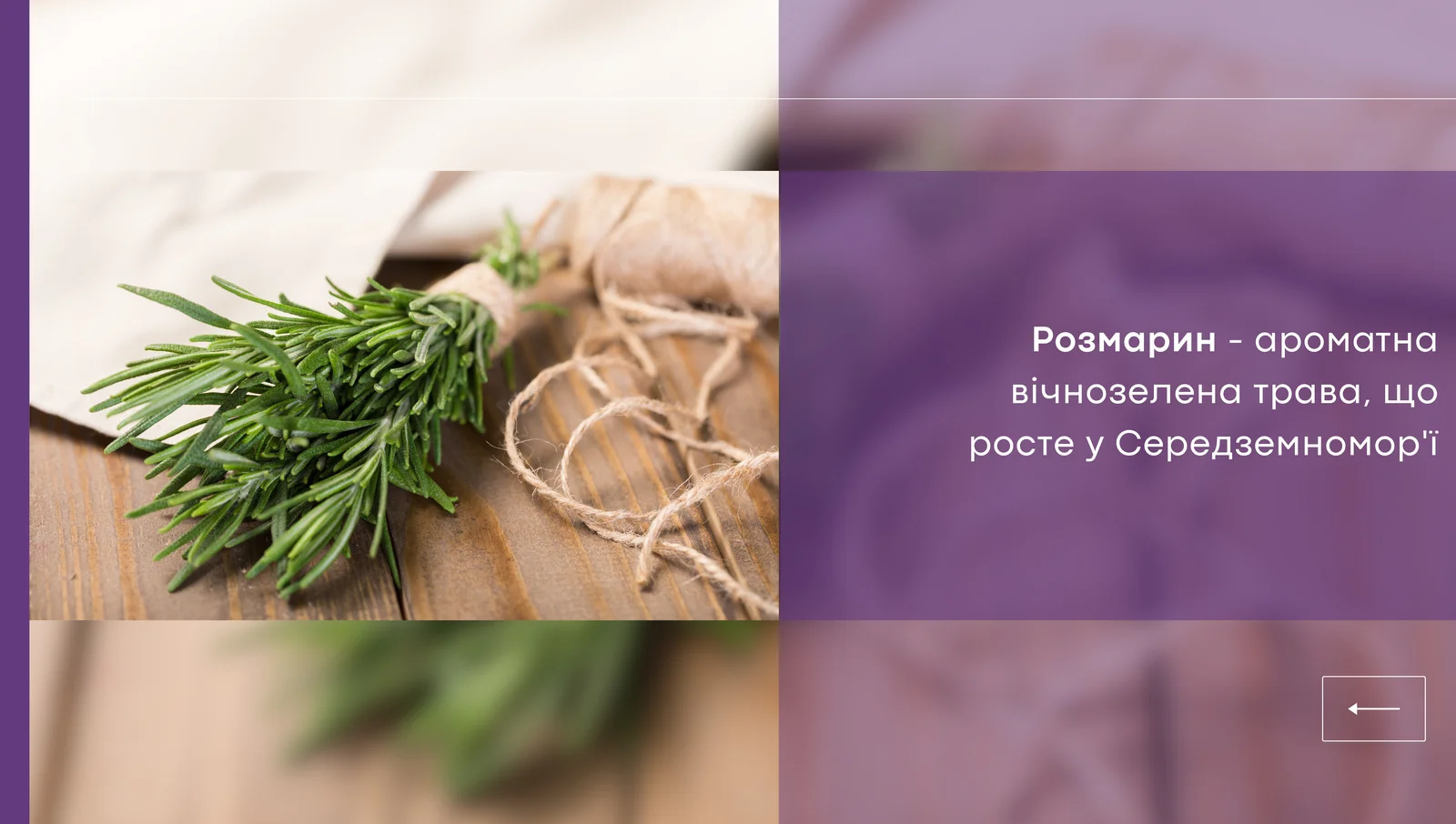 Цінні властивості розмарину для нирок
