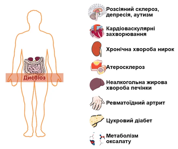 Мікробіота кишківника