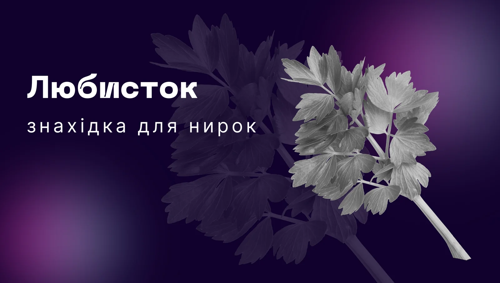 Корисні властивості любистку для нирок