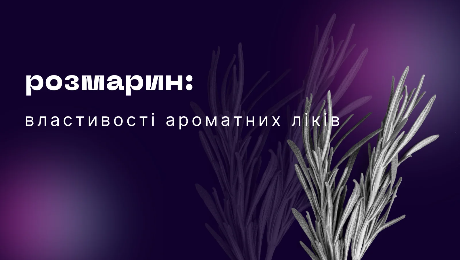 Розмарин: властивості ароматних ліків