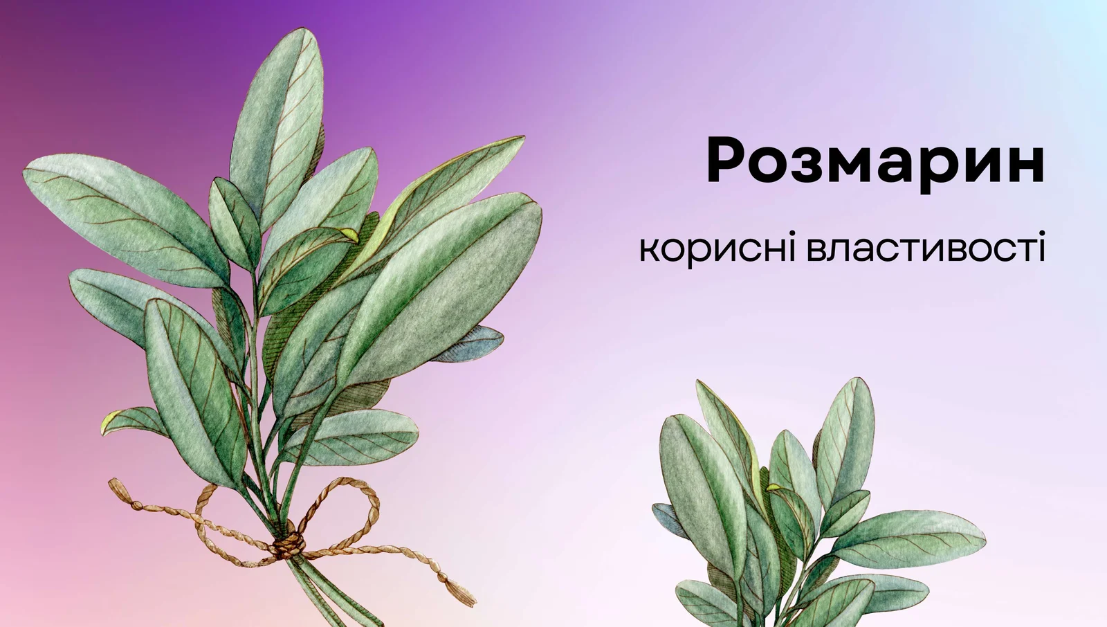 Корисні властивості розмарину