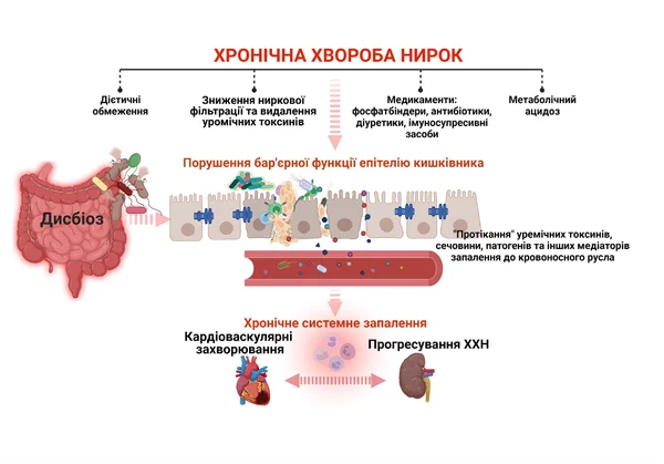 Роль дисфункції кишкового бар'єру